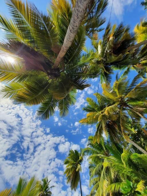 Ti Sucrier Jaune - Douceur Caraibe Vue Mer Le Carbet Bagian luar foto